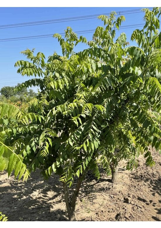 Schwarznuss - Mehrstämmig | Juglans nigra