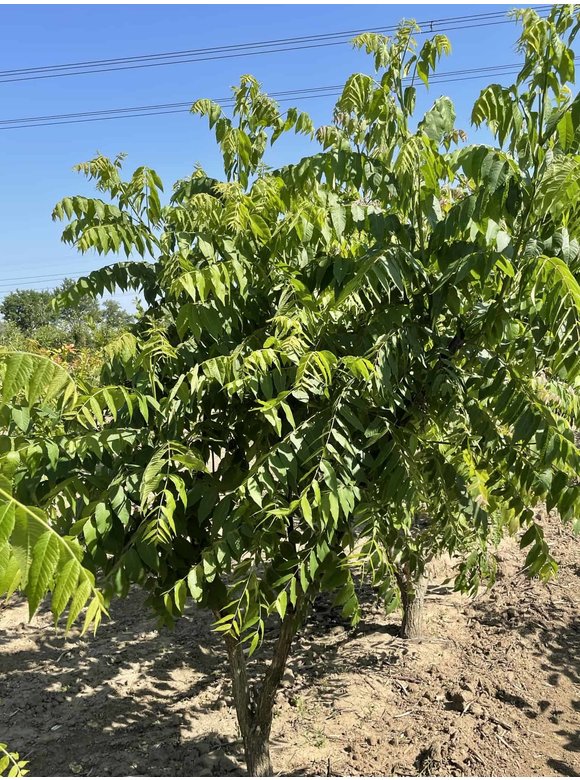Schwarznuss - Mehrstämmig | Juglans nigra Schwarznuss - Mehrstämmig | Juglans nigra