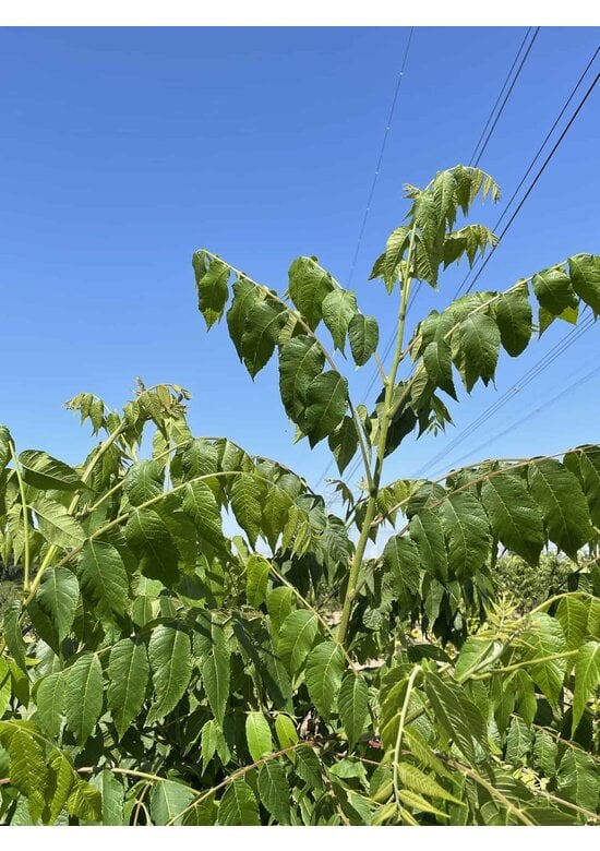 Schwarznuss - Mehrstämmig | Juglans nigra