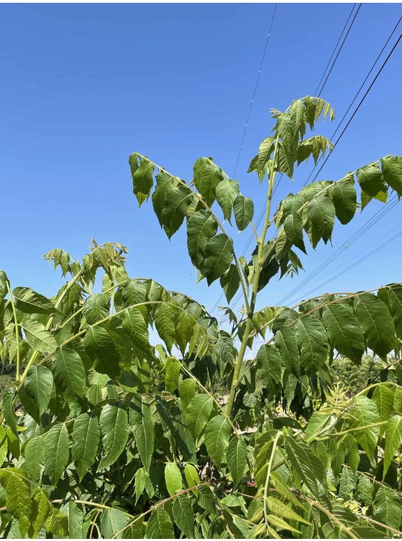 Schwarznuss - Mehrstämmig | Juglans nigra Schwarznuss - Mehrstämmig | Juglans nigra