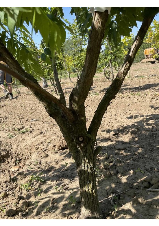 Schwarznuss - Mehrstämmig | Juglans nigra