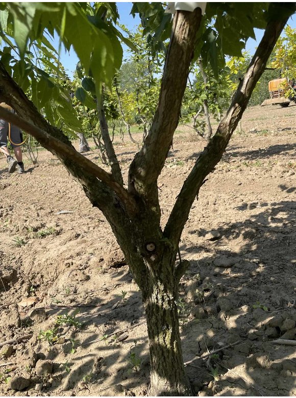 Schwarznuss - Mehrstämmig | Juglans nigra Schwarznuss - Mehrstämmig | Juglans nigra