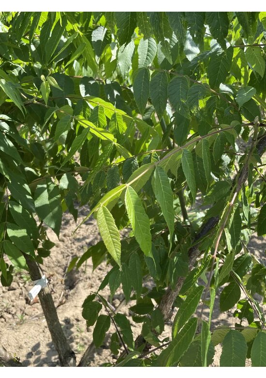 Schwarznuss - Mehrstämmig | Juglans nigra