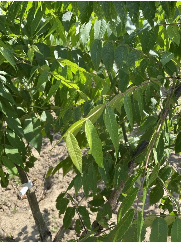 Schwarznuss - Mehrstämmig | Juglans nigra Schwarznuss - Mehrstämmig | Juglans nigra