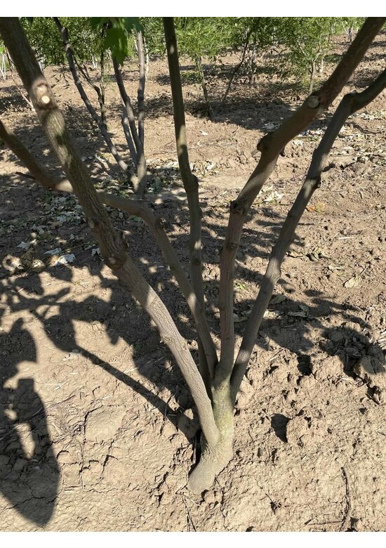 Japanischer Rosinenbaum - Mehrstämmig | Hovenia dulcis