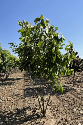 Japanischer Rosinenbaum - Mehrstämmig | Hovenia dulcis