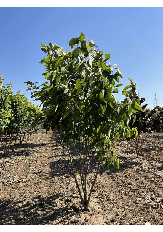 Japanischer Rosinenbaum - Mehrstämmig | Hovenia dulcis