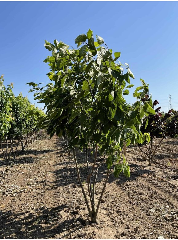 Japanischer Rosinenbaum - Mehrstämmig | Hovenia dulcis Japanischer Rosinenbaum - Mehrstämmig | Hovenia dulcis