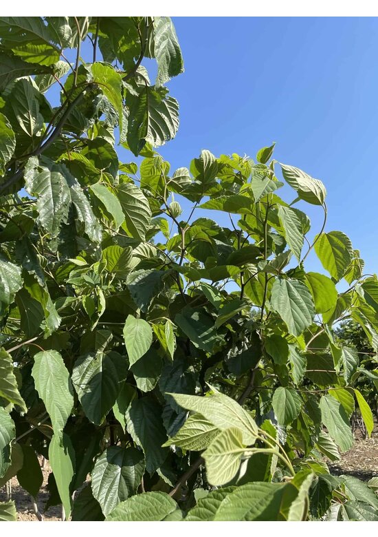 Japanischer Rosinenbaum - Mehrstämmig | Hovenia dulcis