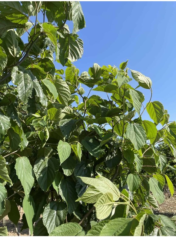 Japanischer Rosinenbaum - Mehrstämmig | Hovenia dulcis Japanischer Rosinenbaum - Mehrstämmig | Hovenia dulcis