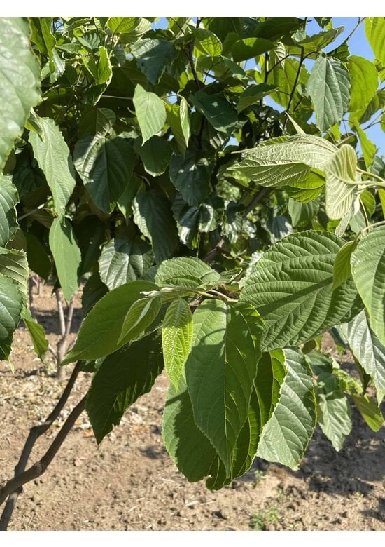 Japanischer Rosinenbaum - Mehrstämmig | Hovenia dulcis