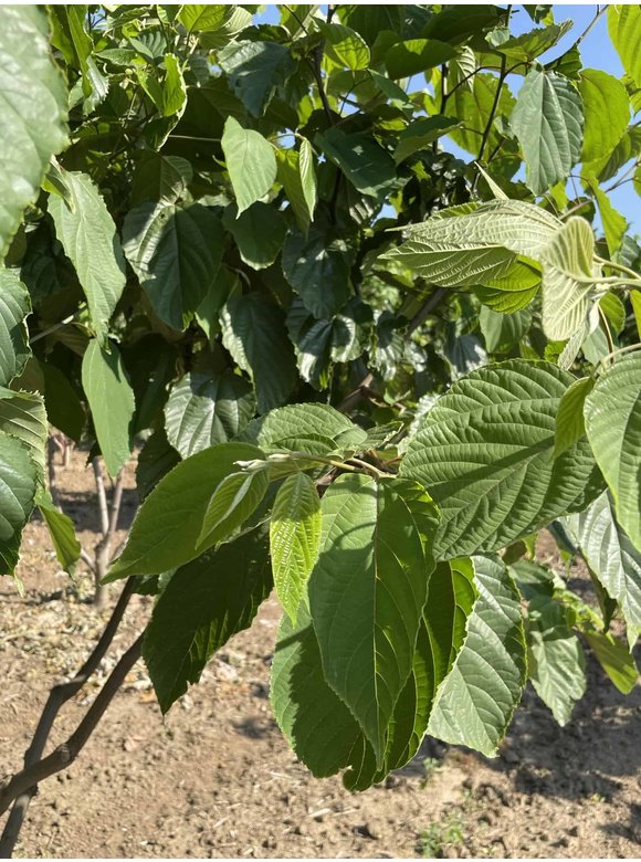 Japanischer Rosinenbaum - Mehrstämmig | Hovenia dulcis Japanischer Rosinenbaum - Mehrstämmig | Hovenia dulcis