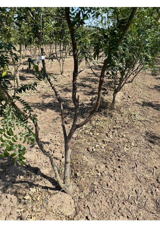 Lederhülsenbaum 'Skyline' - Mehrstämmig | Gleditsia triacanthos 'Skyline'