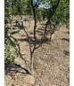 Lederhülsenbaum 'Skyline' - Mehrstämmig | Gleditsia triacanthos 'Skyline' Lederhülsenbaum 'Skyline' - Mehrstämmig | Gleditsia triacanthos 'Skyline'