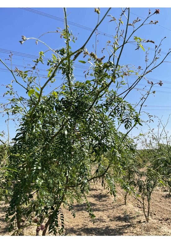 Lederhülsenbaum 'Skyline' - Mehrstämmig | Gleditsia triacanthos 'Skyline'