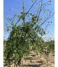 Lederhülsenbaum 'Skyline' - Mehrstämmig | Gleditsia triacanthos 'Skyline' Lederhülsenbaum 'Skyline' - Mehrstämmig | Gleditsia triacanthos 'Skyline'
