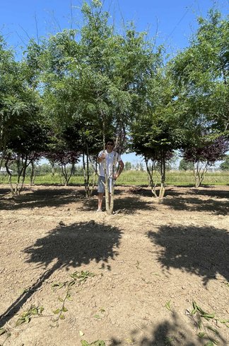 Lederhülsenbaum 'Inermis' - Mehrstämmig | Gleditsia triacanthos 'Inermis'