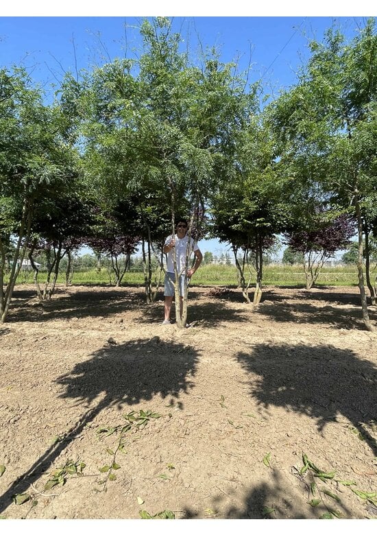 Lederhülsenbaum 'Inermis' - Mehrstämmig | Gleditsia triacanthos 'Inermis'