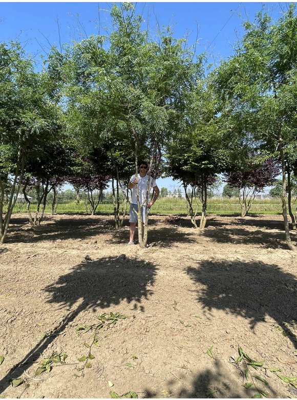 Lederhülsenbaum 'Inermis' - Mehrstämmig | Gleditsia triacanthos 'Inermis' Lederhülsenbaum 'Inermis' - Mehrstämmig | Gleditsia triacanthos 'Inermis'