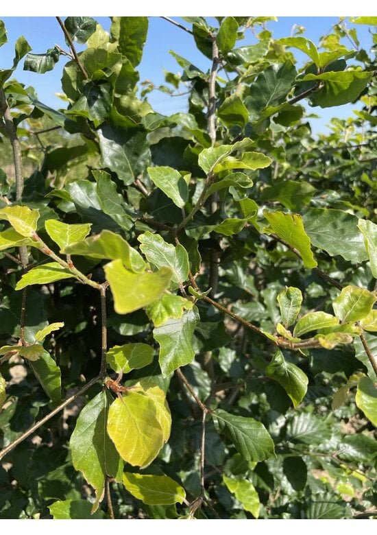 Rotbuche - Mehrstämmig | Fagus sylvatica