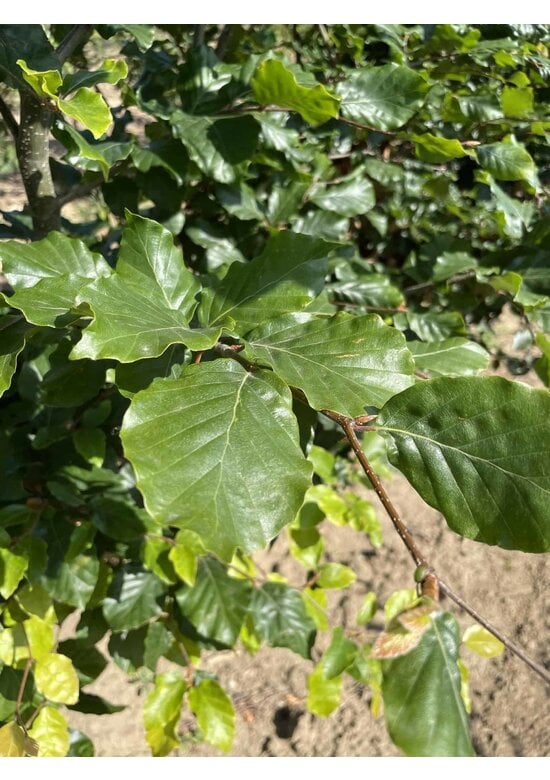 Rotbuche - Mehrstämmig | Fagus sylvatica