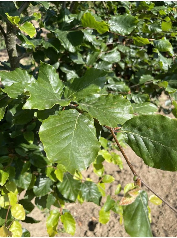 Rotbuche - Mehrstämmig | Fagus sylvatica Rotbuche - Mehrstämmig | Fagus sylvatica