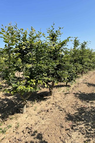 Rotbuche - Mehrstämmig | Fagus sylvatica Rotbuche - Mehrstämmig | Fagus sylvatica
