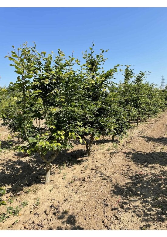 Rotbuche - Mehrstämmig | Fagus sylvatica