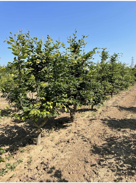 Rotbuche - Mehrstämmig | Fagus sylvatica Rotbuche - Mehrstämmig | Fagus sylvatica