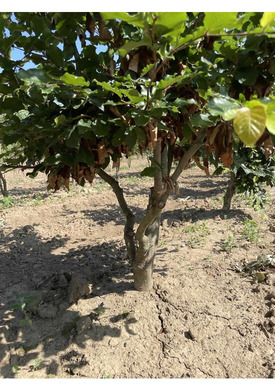 Rotbuche - Mehrstämmig | Fagus sylvatica