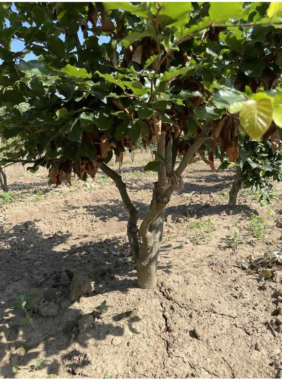 Rotbuche - Mehrstämmig | Fagus sylvatica Rotbuche - Mehrstämmig | Fagus sylvatica