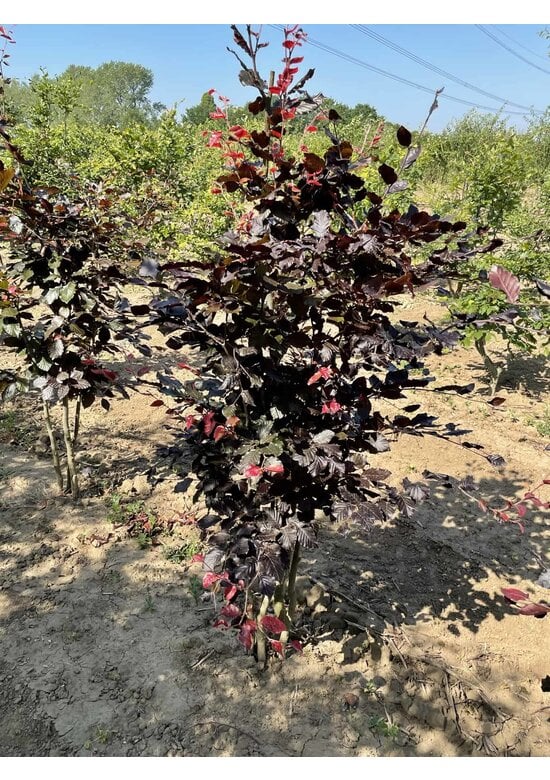 Blutbuche - Mehrstämmig 'Atropunicea' | Fagus sylvatica 'Atropunicea'