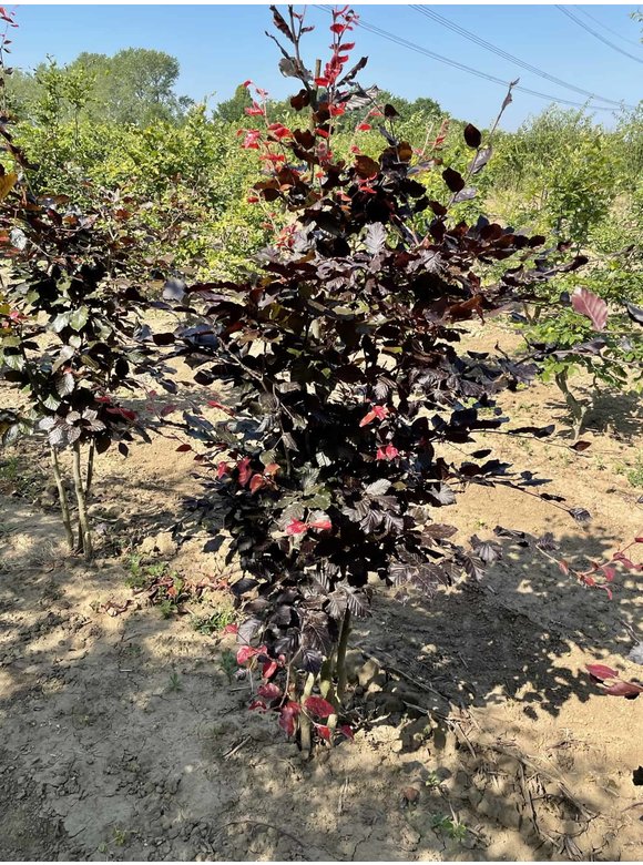 Blutbuche - Mehrstämmig 'Atropunicea' | Fagus sylvatica 'Atropunicea' Blutbuche - Mehrstämmig 'Atropunicea' | Fagus sylvatica 'Atropunicea'