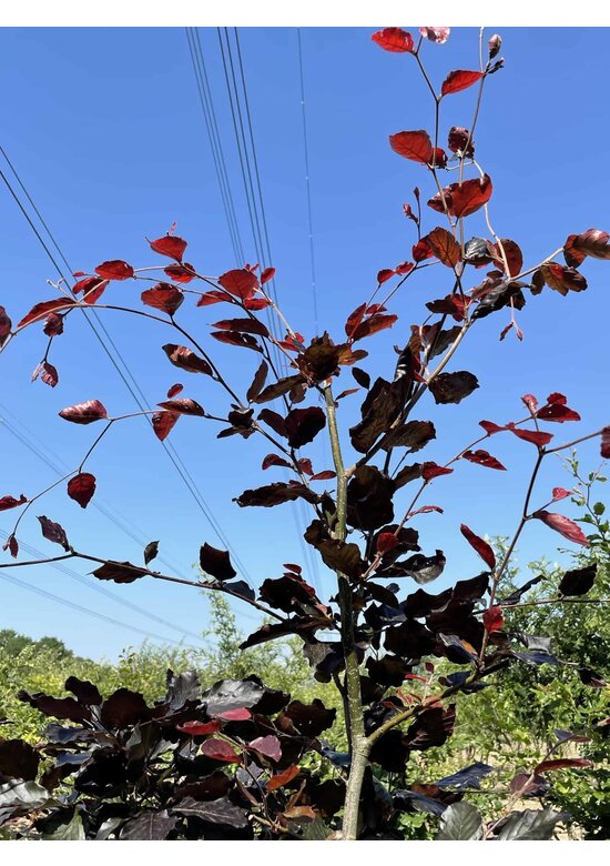 Blutbuche - Mehrstämmig 'Atropunicea' | Fagus sylvatica 'Atropunicea'