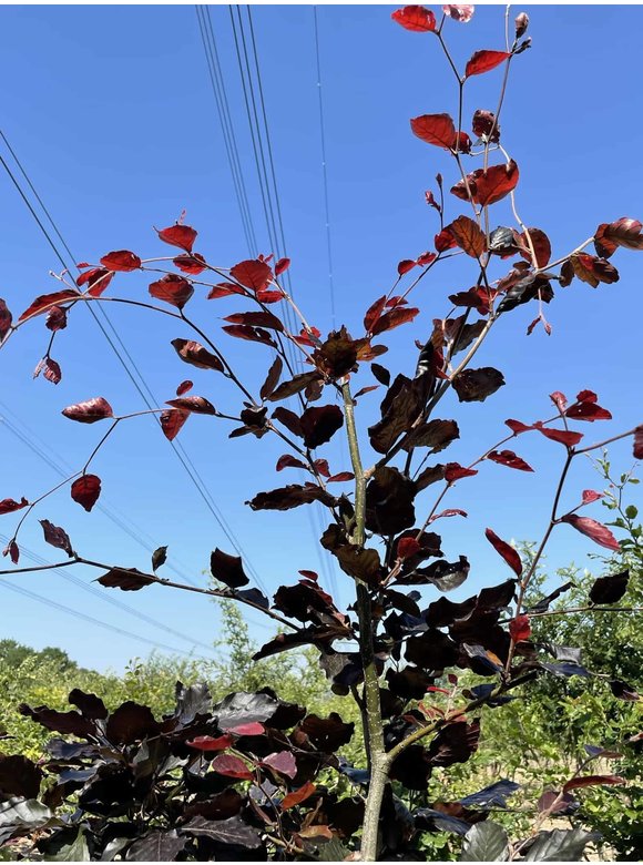 Blutbuche - Mehrstämmig 'Atropunicea' | Fagus sylvatica 'Atropunicea' Blutbuche - Mehrstämmig 'Atropunicea' | Fagus sylvatica 'Atropunicea'