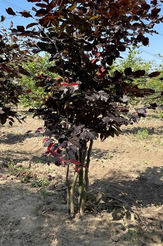 Blutbuche - Mehrstämmig 'Atropunicea' | Fagus sylvatica 'Atropunicea'