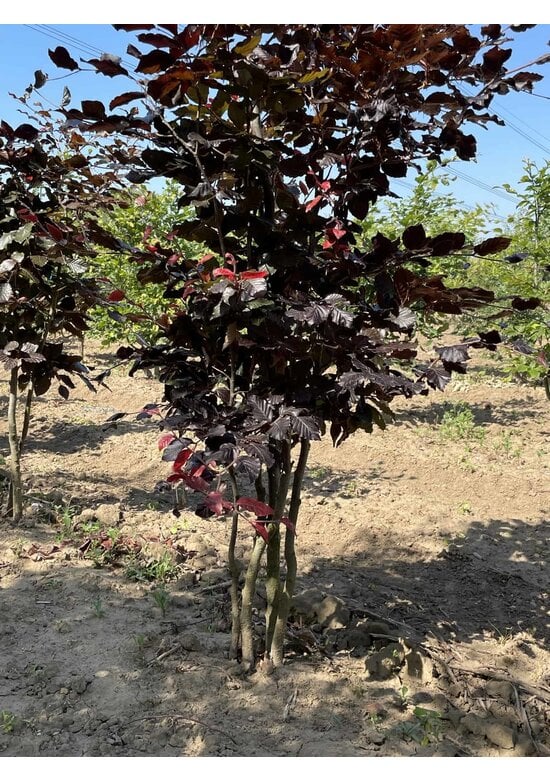 Blutbuche - Mehrstämmig 'Atropunicea' | Fagus sylvatica 'Atropunicea'
