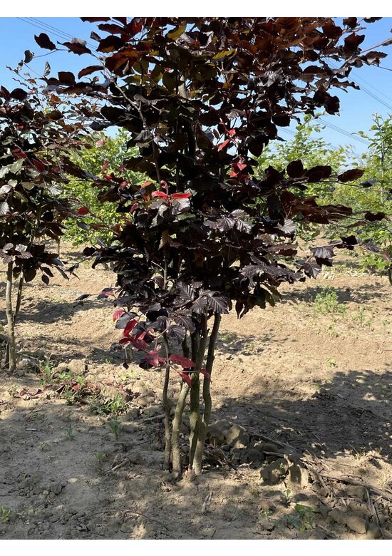 Blutbuche - Mehrstämmig 'Atropunicea' | Fagus sylvatica 'Atropunicea'