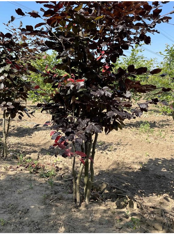 Blutbuche - Mehrstämmig 'Atropunicea' | Fagus sylvatica 'Atropunicea' Blutbuche - Mehrstämmig 'Atropunicea' | Fagus sylvatica 'Atropunicea'