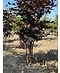 Venovi GmbH Blutbuche - Mehrstämmig 'Atropunicea' | Fagus sylvatica 'Atropunicea'