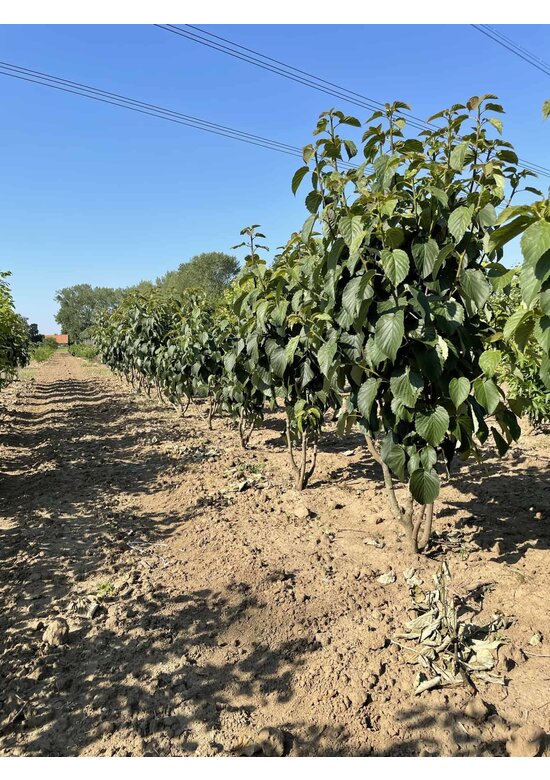 Taschentuchbaum Mehrstämmig | Davidia involucrata