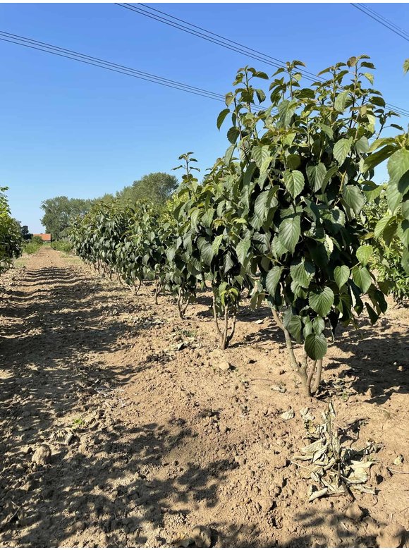 Taschentuchbaum - Mehrstämmig | Davidia involucrata Taschentuchbaum - Mehrstämmig | Davidia involucrata