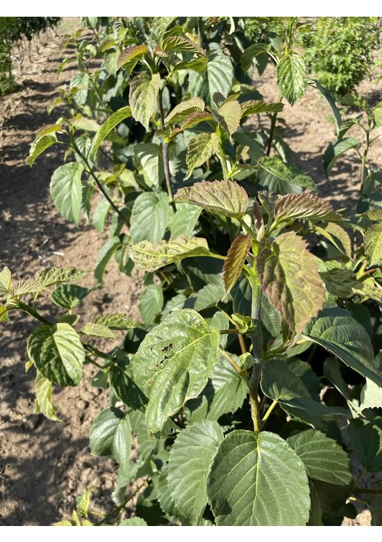 Taschentuchbaum Mehrstämmig | Davidia involucrata