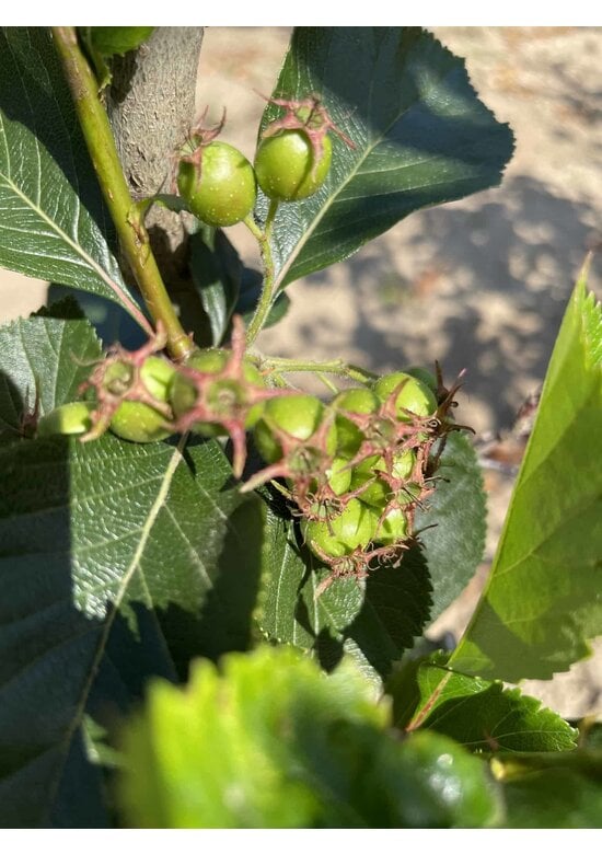 Pflaumenblättriger Weißdorn 'Splendens' - Mehrstämmig | Crataegus prunifolia 'Splendens'