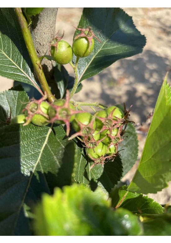 Pflaumenblättriger Weißdorn 'Splendens' - Mehrstämmig | Crataegus prunifolia 'Splendens'
