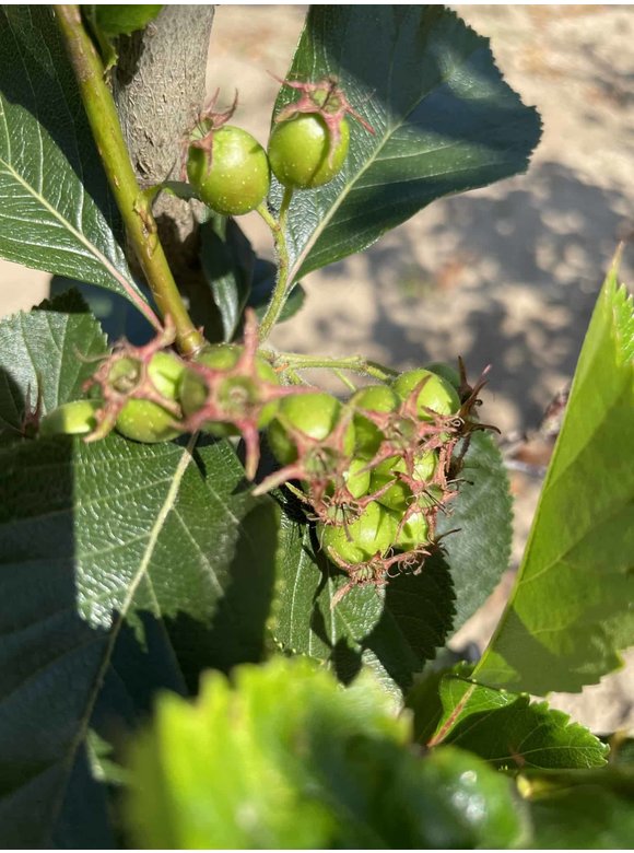 Pflaumenblättriger Weißdorn 'Splendens' - Mehrstämmig | Crataegus prunifolia 'Splendens' Pflaumenblättriger Weißdorn 'Splendens' - Mehrstämmig | Crataegus prunifolia 'Splendens'