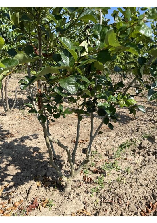 Pflaumenblättriger Weißdorn 'Splendens' - Mehrstämmig | Crataegus prunifolia 'Splendens'