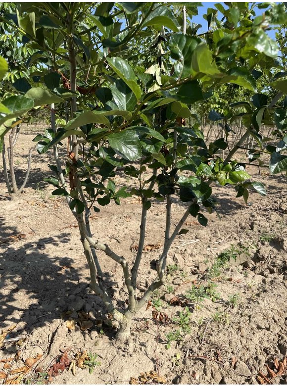 Pflaumenblättriger Weißdorn 'Splendens' - Mehrstämmig | Crataegus prunifolia 'Splendens' Pflaumenblättriger Weißdorn 'Splendens' - Mehrstämmig | Crataegus prunifolia 'Splendens'