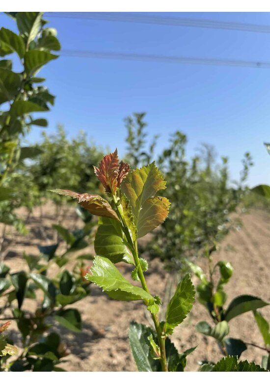 Pflaumenblättriger Weißdorn 'Splendens' - Mehrstämmig | Crataegus prunifolia 'Splendens'