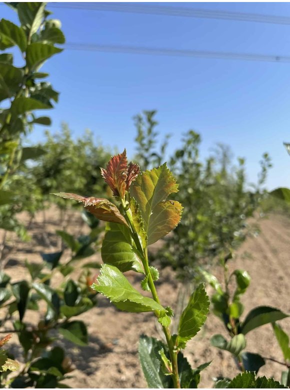 Pflaumenblättriger Weißdorn 'Splendens' - Mehrstämmig | Crataegus prunifolia 'Splendens' Pflaumenblättriger Weißdorn 'Splendens' - Mehrstämmig | Crataegus prunifolia 'Splendens'